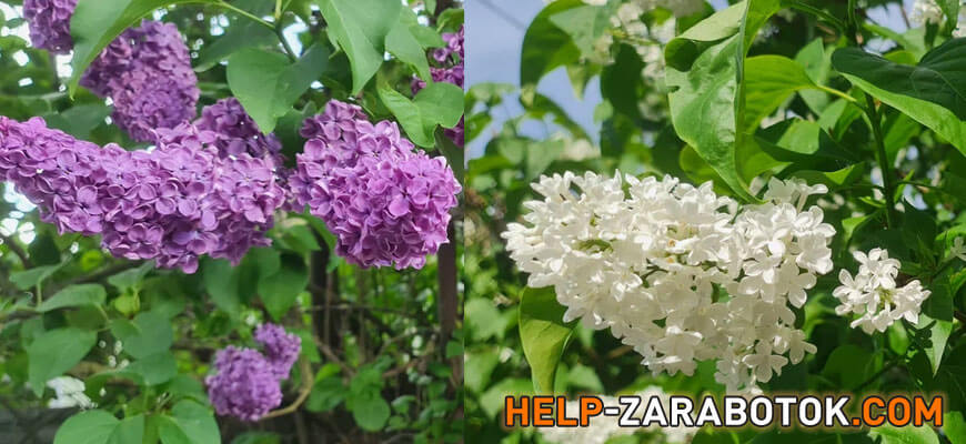 количество лепестков сирени 5 6 7 8 9 приметы значения